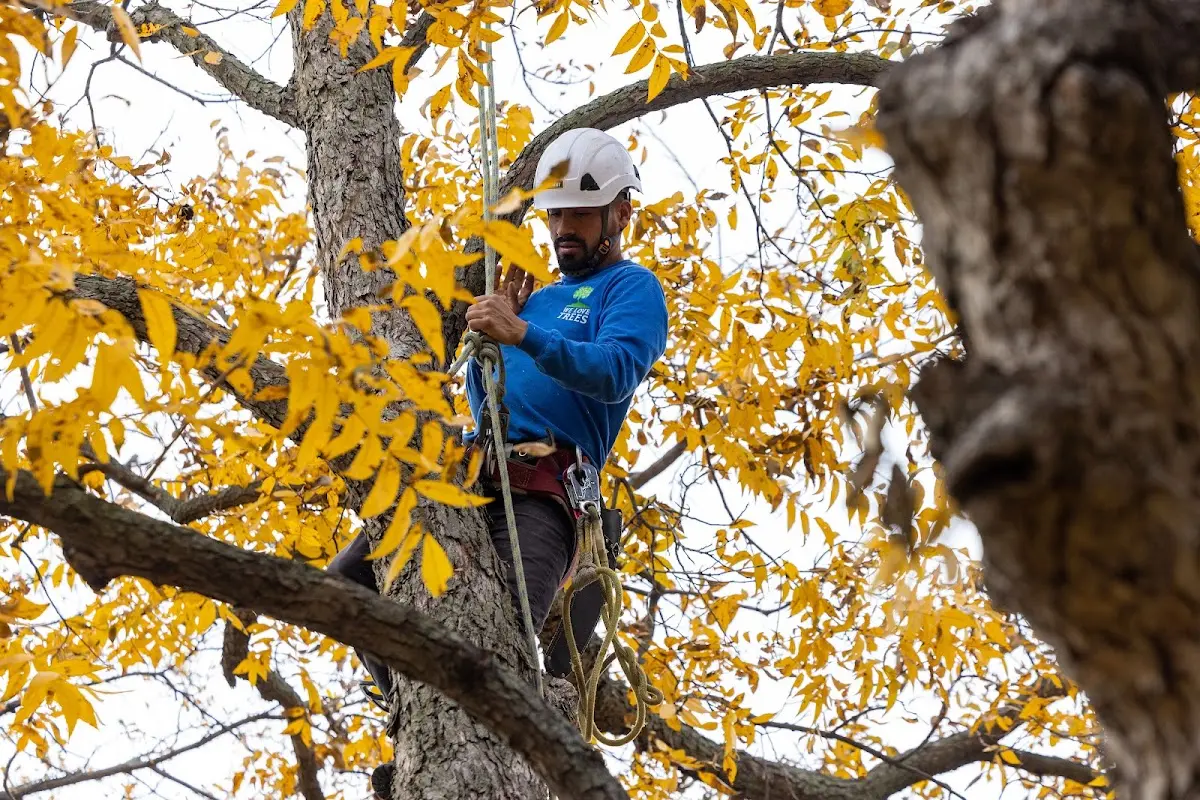 Skilled Storm Damage Cleanup crew working in Yates Center