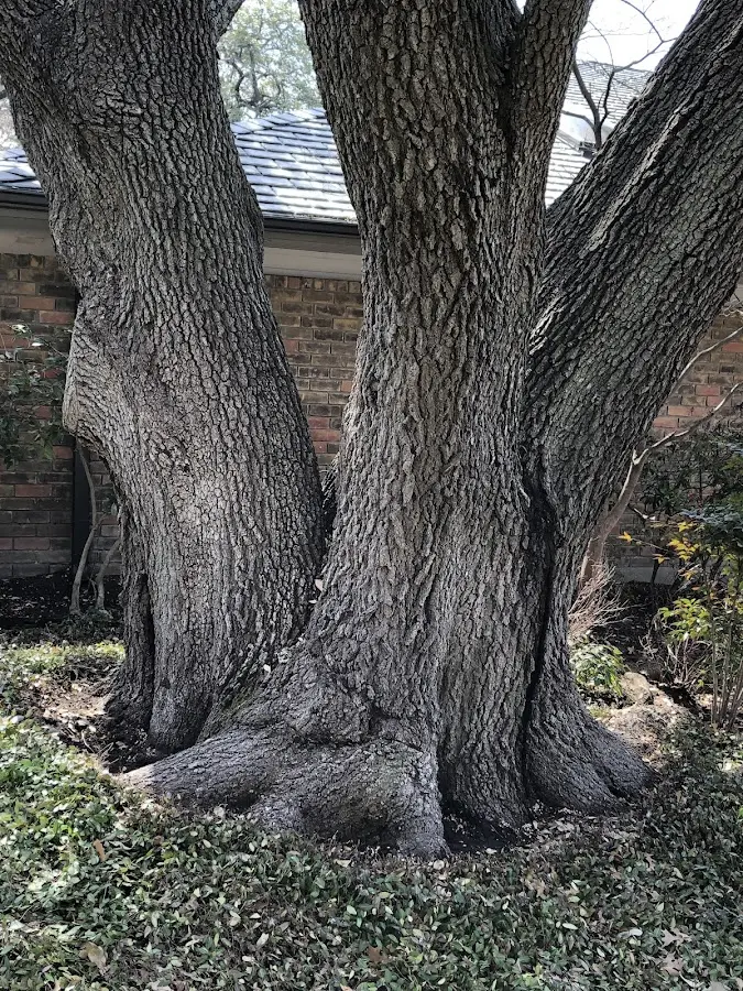 Mature heritage tree close to a Yates Center property cared for by certified arborists